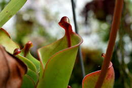 Image of Heliamphora pulchella Wistuba, Carow, Harbarth & Nerz