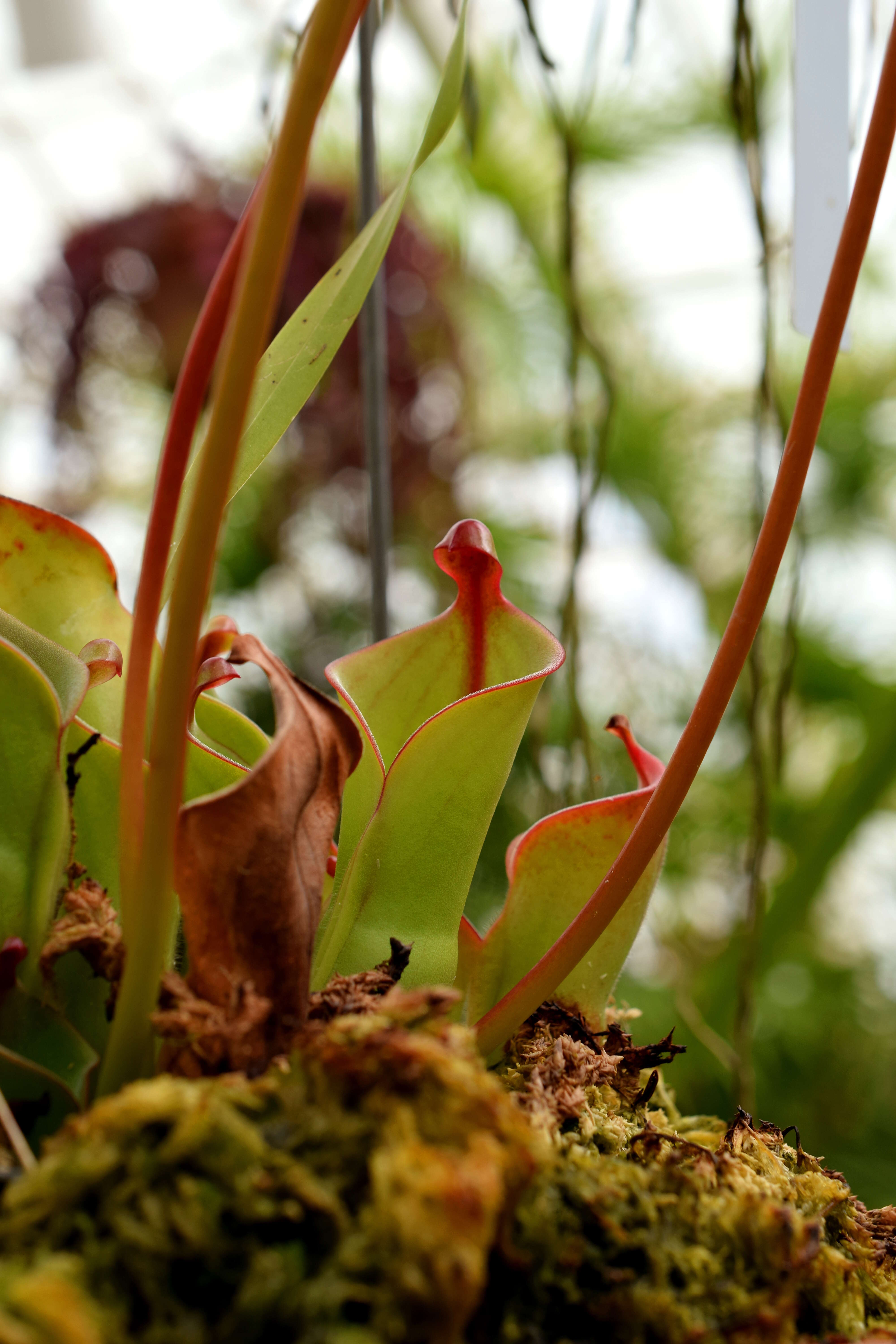 Image of Heliamphora pulchella Wistuba, Carow, Harbarth & Nerz