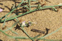 Image of rush skeletonplant