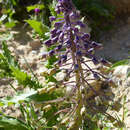 Image of Muscari longipes subsp. negevense