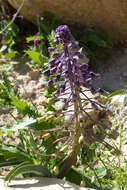 Image of Muscari longipes subsp. negevense