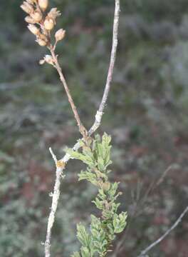 Imagem de Freylinia undulata (L. fil.) Benth.