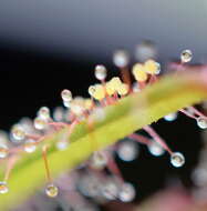 صورة Drosera hartmeyerorum Schlauer