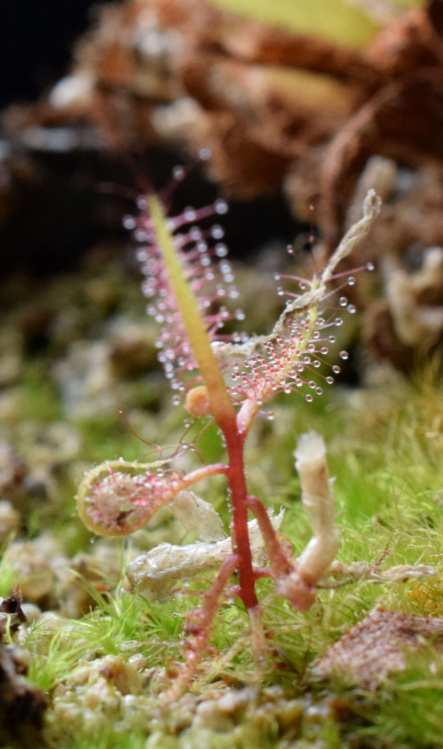 صورة Drosera hartmeyerorum Schlauer