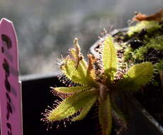 Image of Drosera adelae F. Muell.