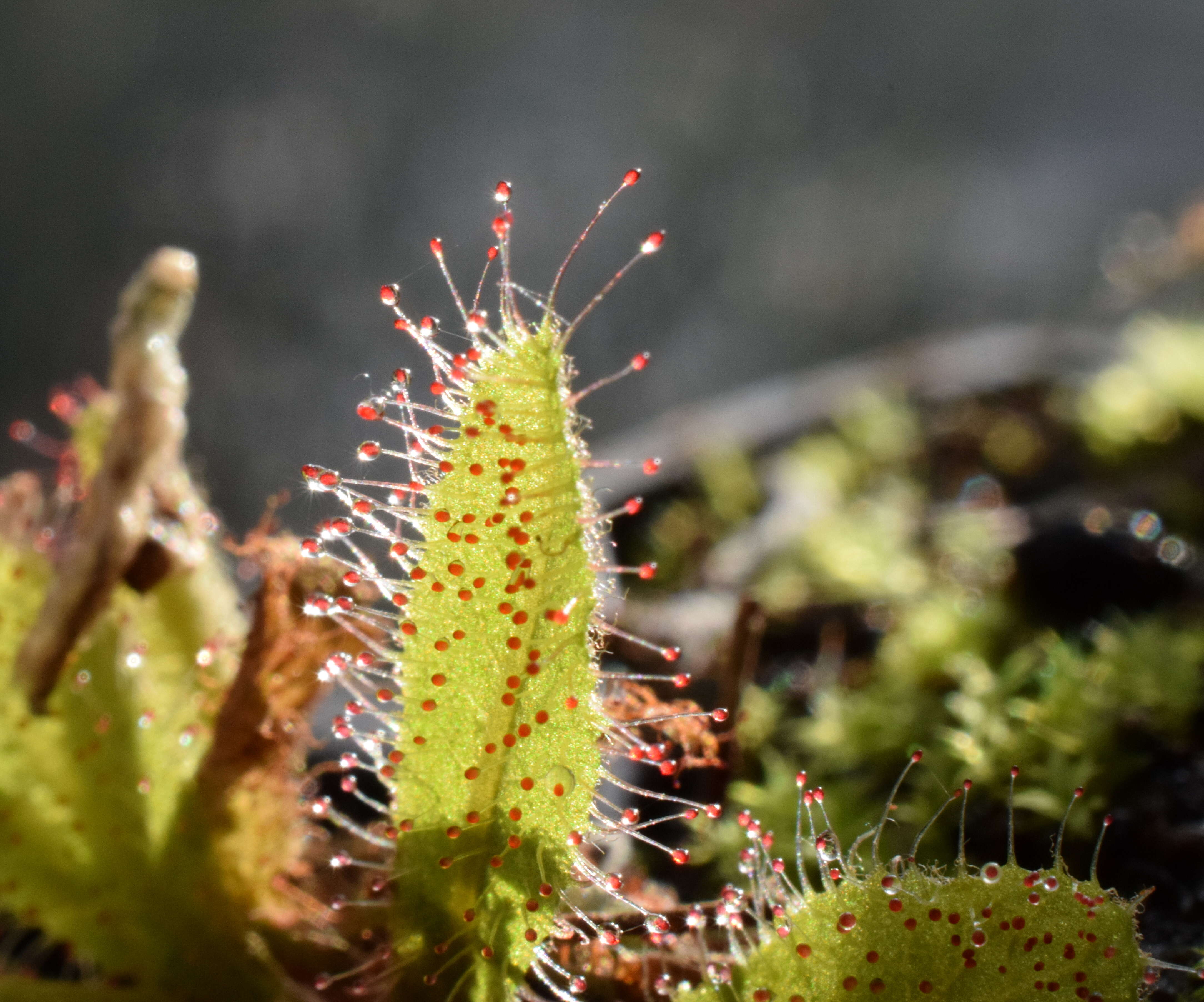 Image of Drosera adelae F. Muell.