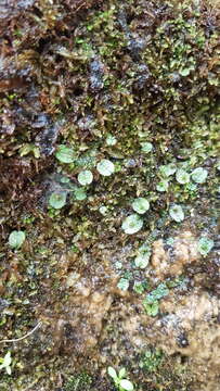 Image of Marchantia macropora Mitt.