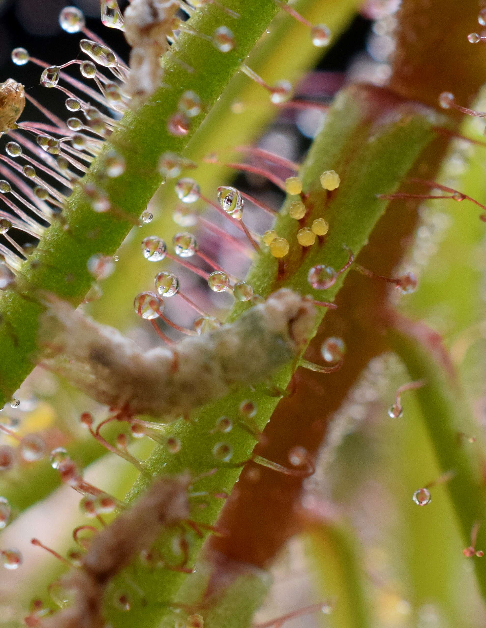 صورة Drosera hartmeyerorum Schlauer