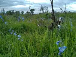 Слика од Polemonium acutiflorum Willd. ex Roem. & Schult.