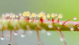 صورة Drosera hartmeyerorum Schlauer