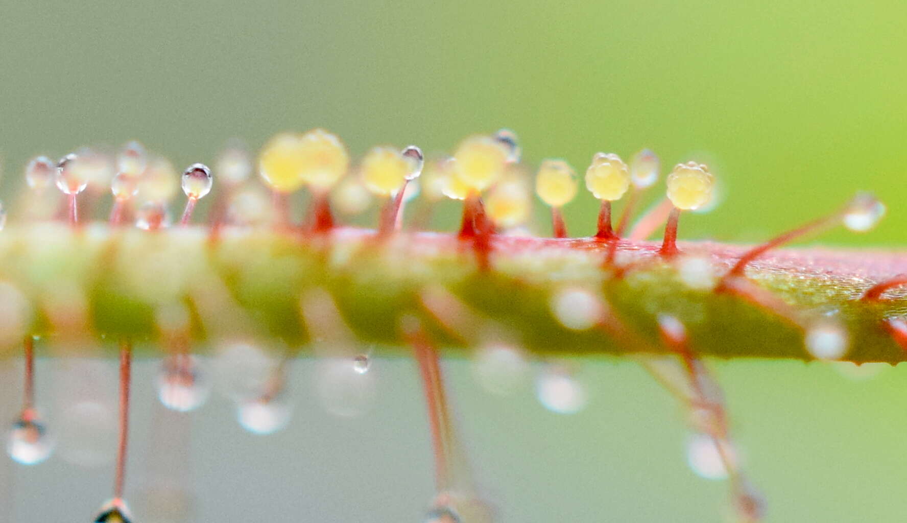 صورة Drosera hartmeyerorum Schlauer