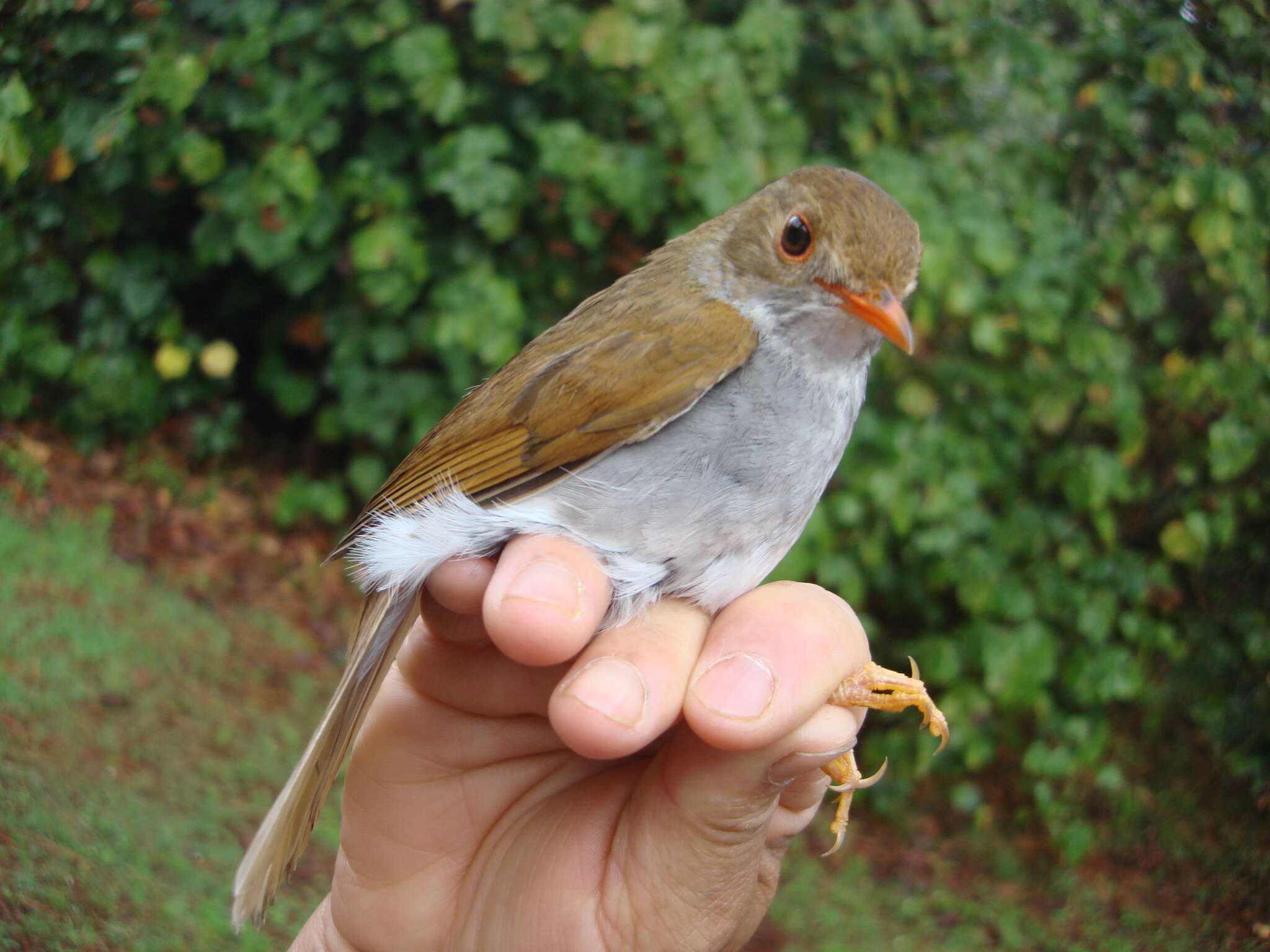 Image of Orange-billed Nightingale-Thrush