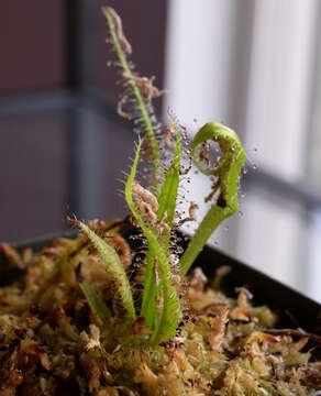 Image de Drosera regia Stephens