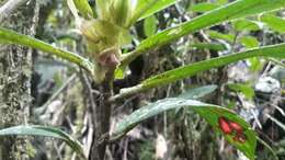 Image of Columnea sanguinea (Pers.) Hanst.