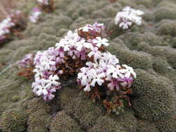 Image de Junellia patagonica (Speg.) Moldenke