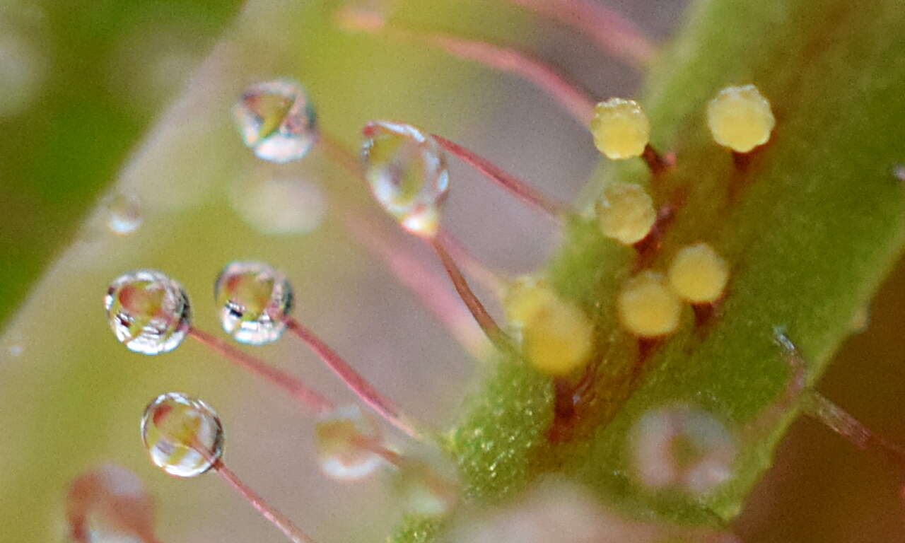 صورة Drosera hartmeyerorum Schlauer