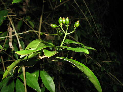 Image of thicket wild coffee