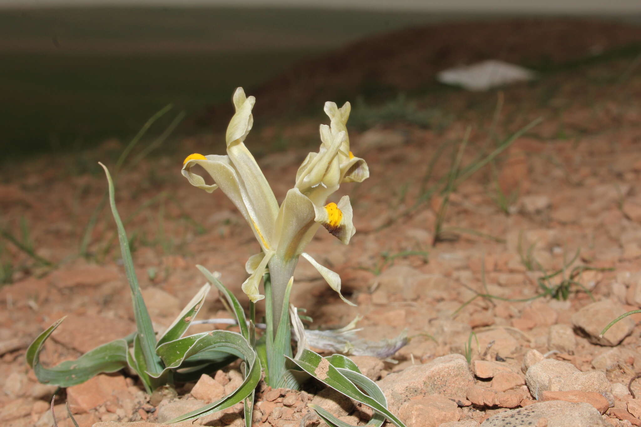 Image of Persian Iris