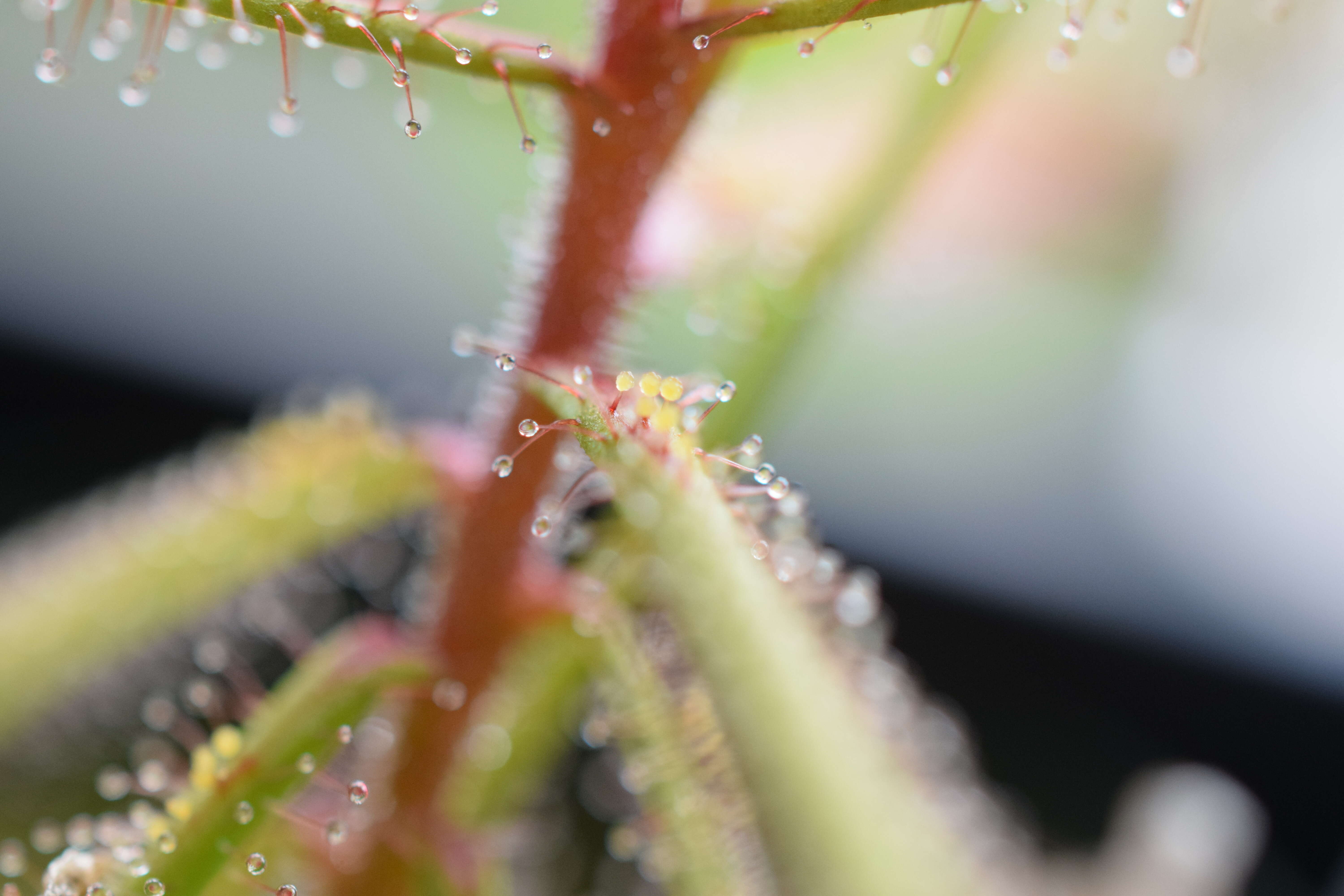 صورة Drosera hartmeyerorum Schlauer