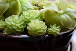 Image of Pinguicula moranensis Kunth