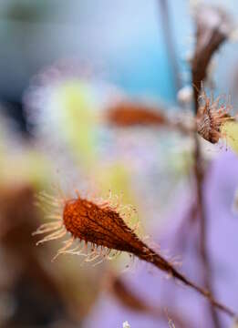 Image of Drosera nidiformis Debbert