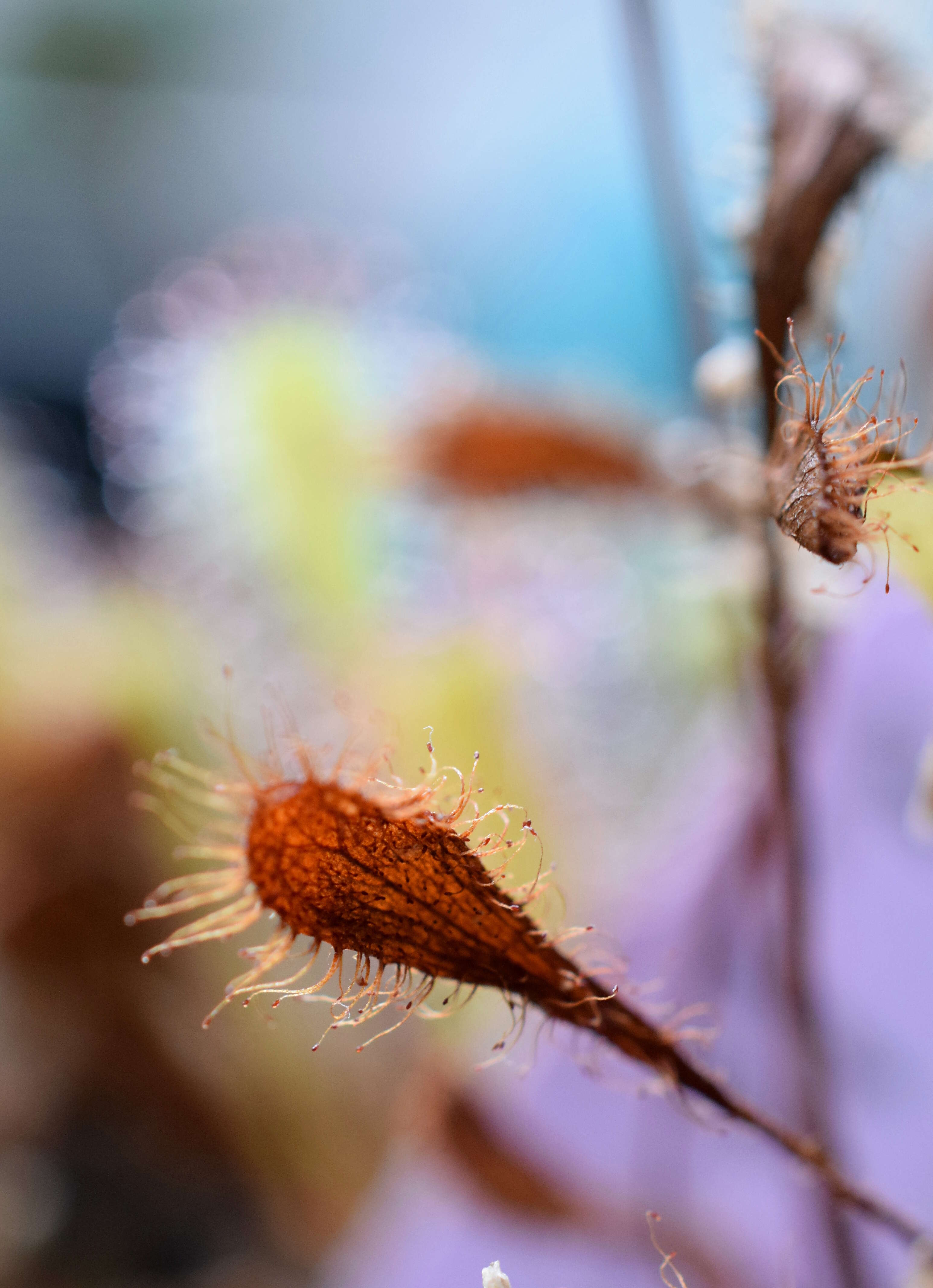 صورة Drosera nidiformis Debbert