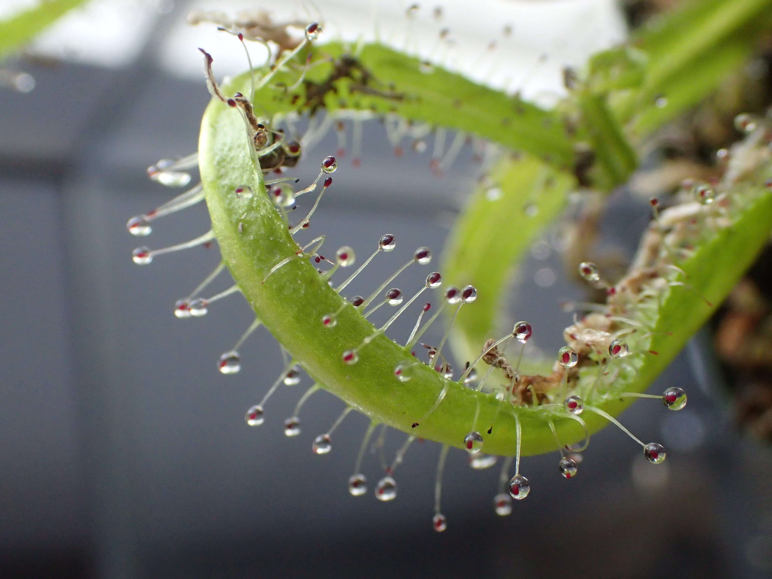 Image of Drosera regia Stephens