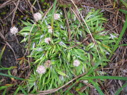 Image of Purple Featherling