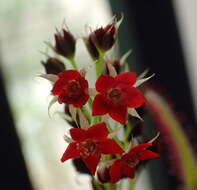 Image of Drosera adelae F. Muell.