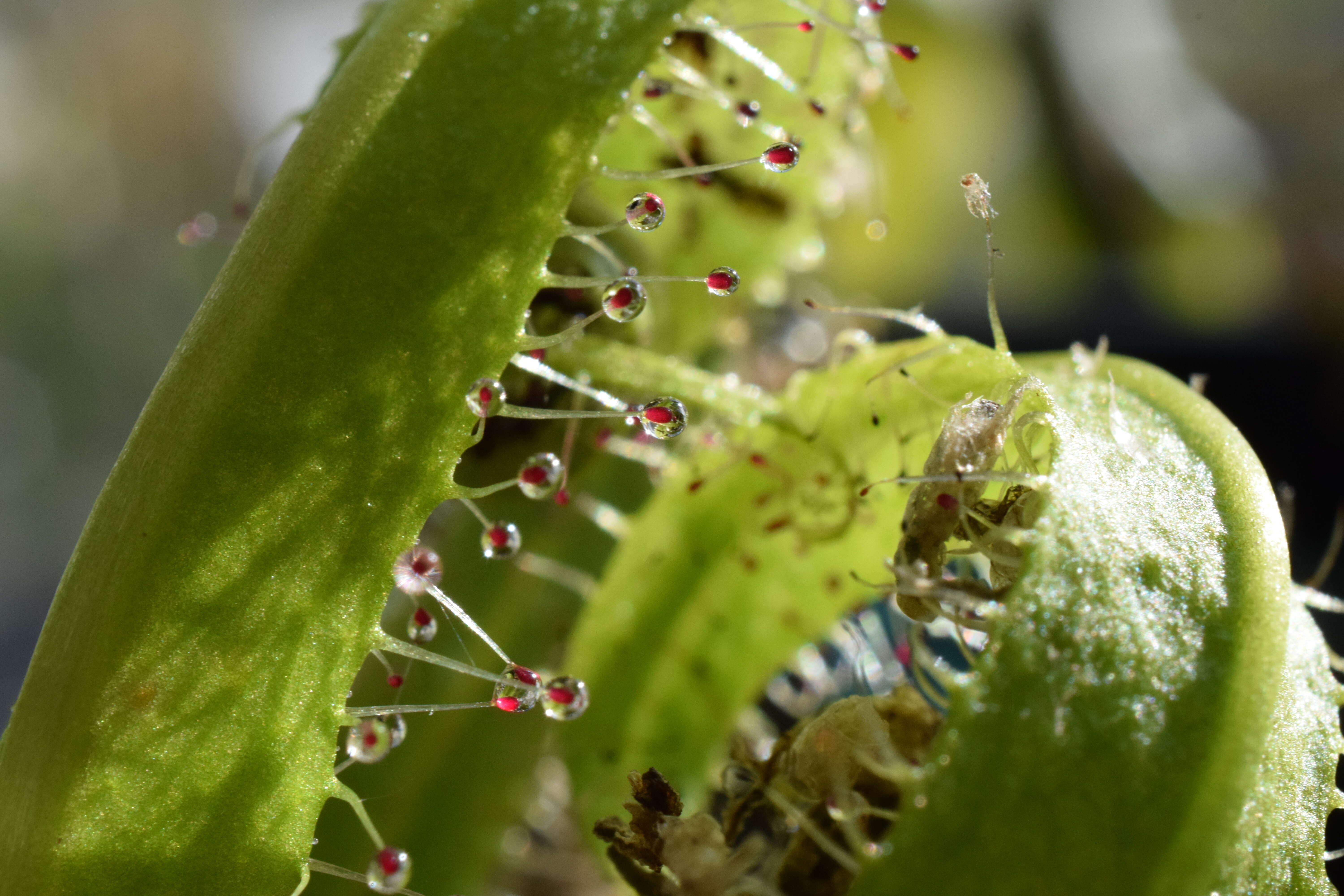 Image of Drosera regia Stephens