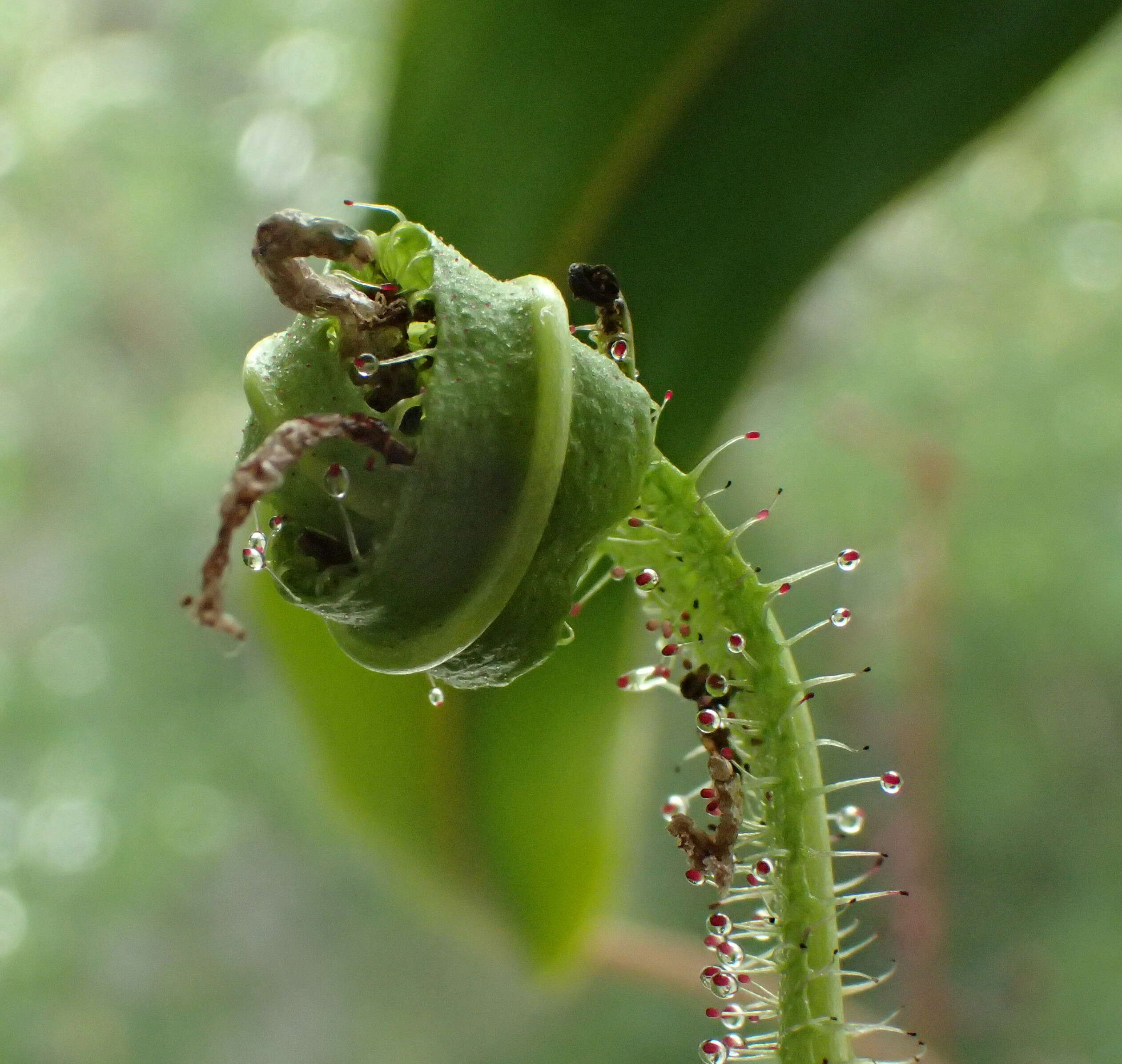 Image of Drosera regia Stephens