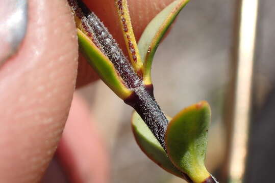 Image of Veronica pimeleoides subsp. pimeleoides