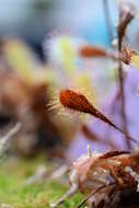 Image of Drosera nidiformis Debbert