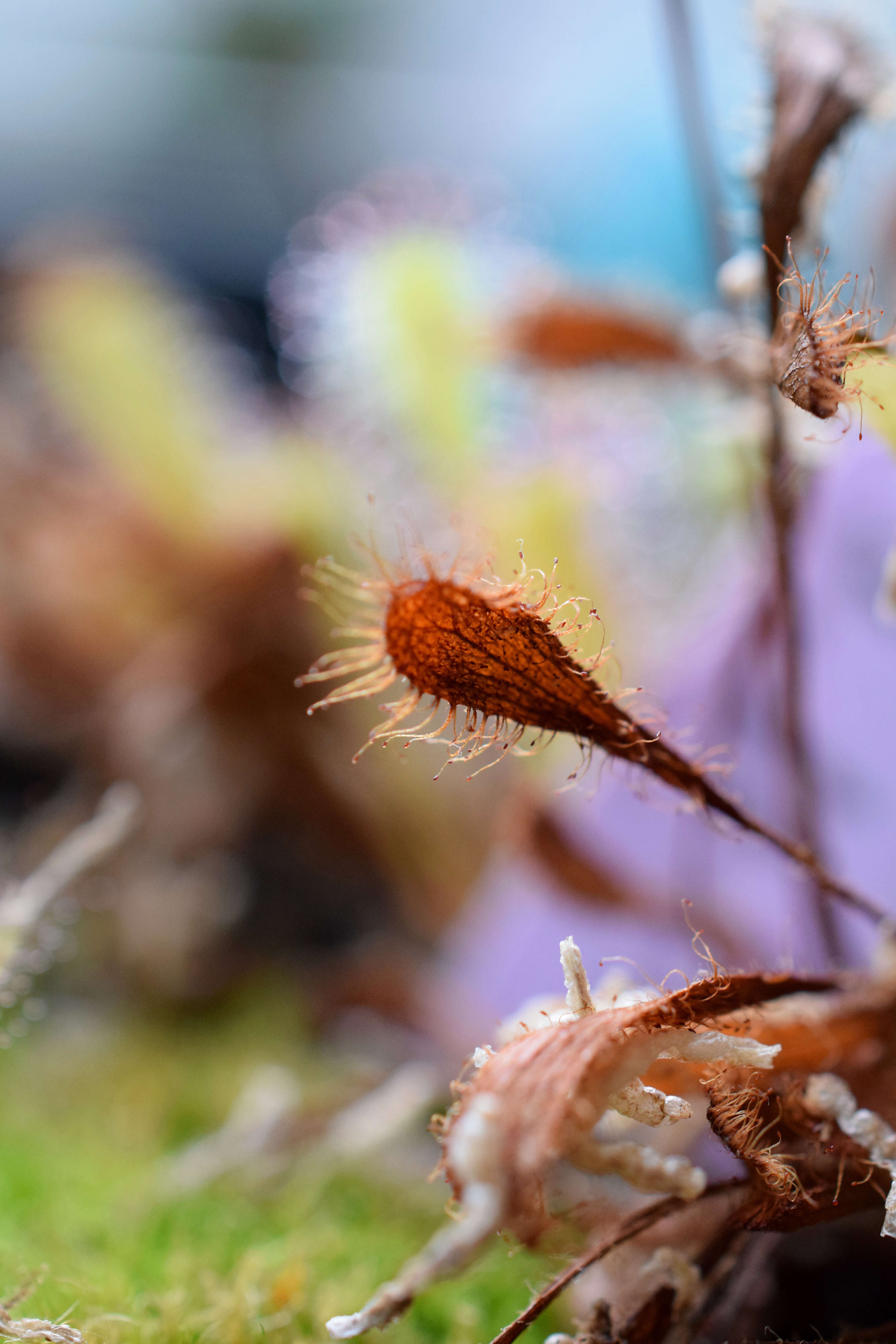 صورة Drosera nidiformis Debbert