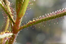 صورة Drosera hartmeyerorum Schlauer