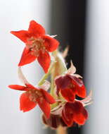 Image of Drosera adelae F. Muell.