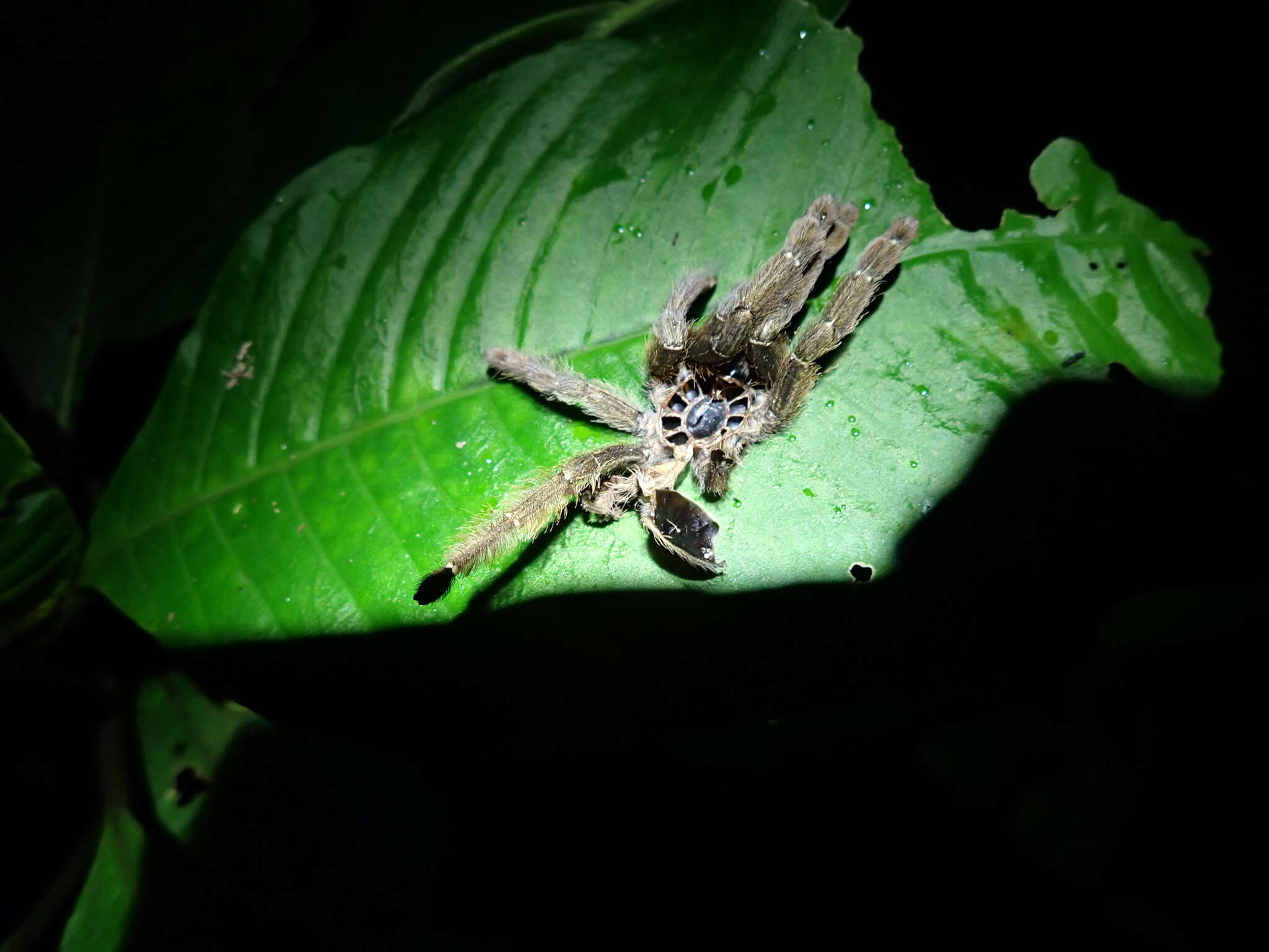 Image of Costa Rican Chevron Tarantula