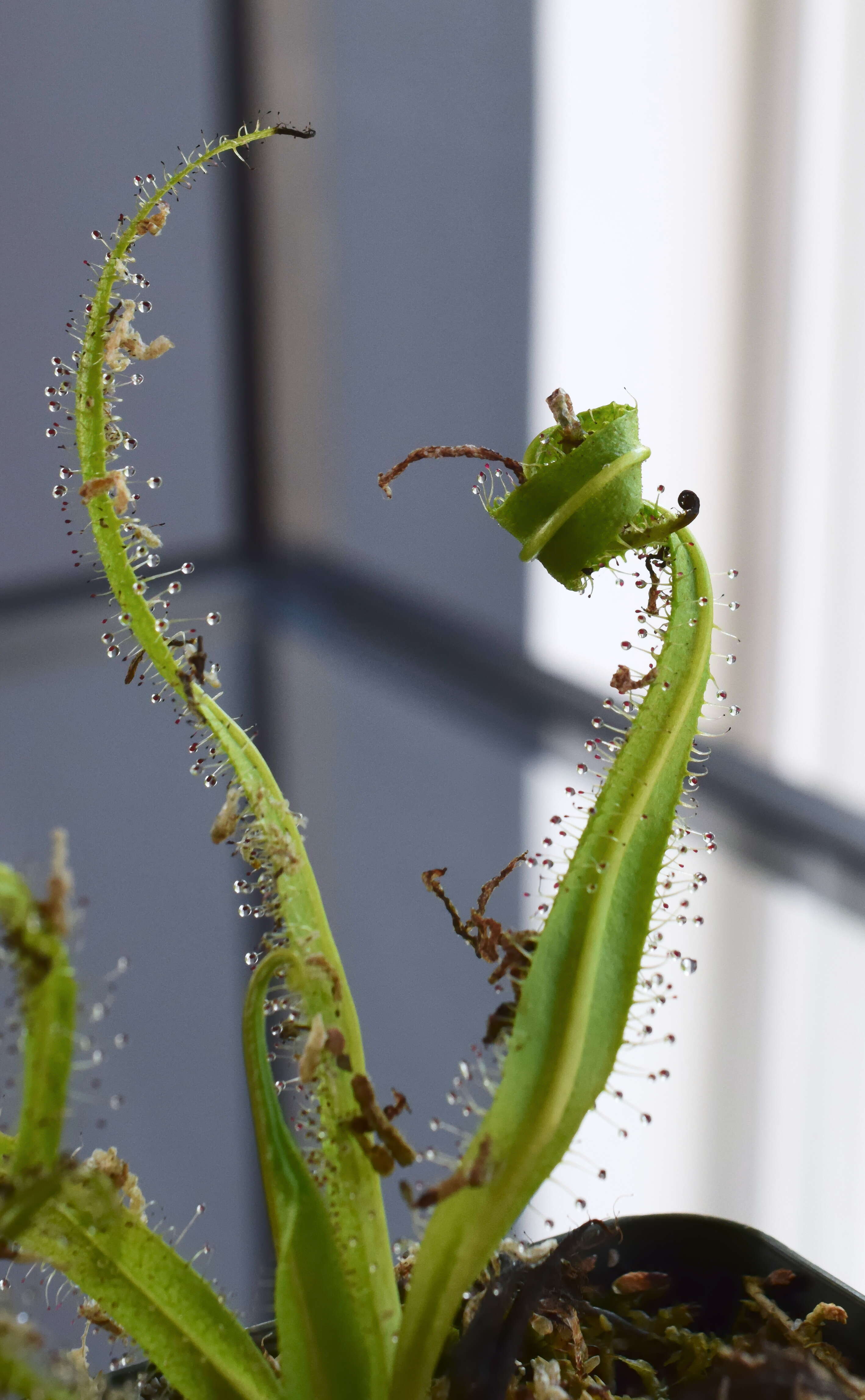 Image of Drosera regia Stephens