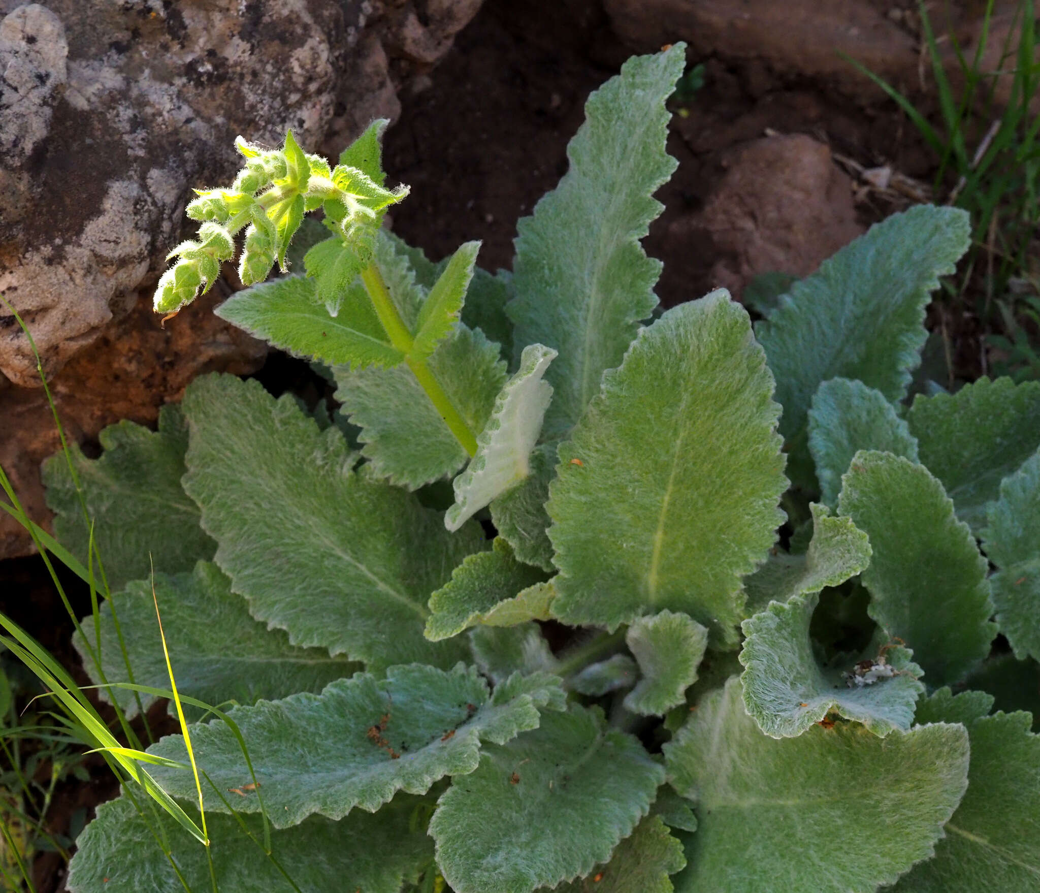 Imagem de Salvia microstegia Boiss. & Balansa