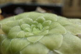 Image of Pinguicula moranensis Kunth