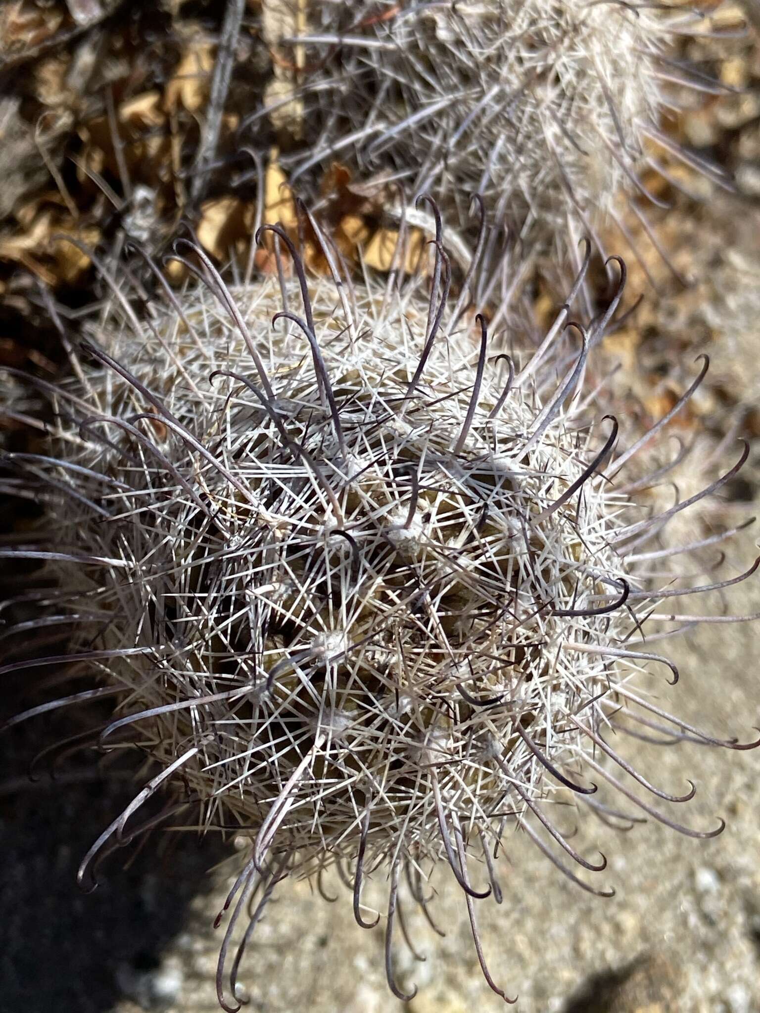 Image of Mammillaria hutchisoniana subsp. hutchisoniana