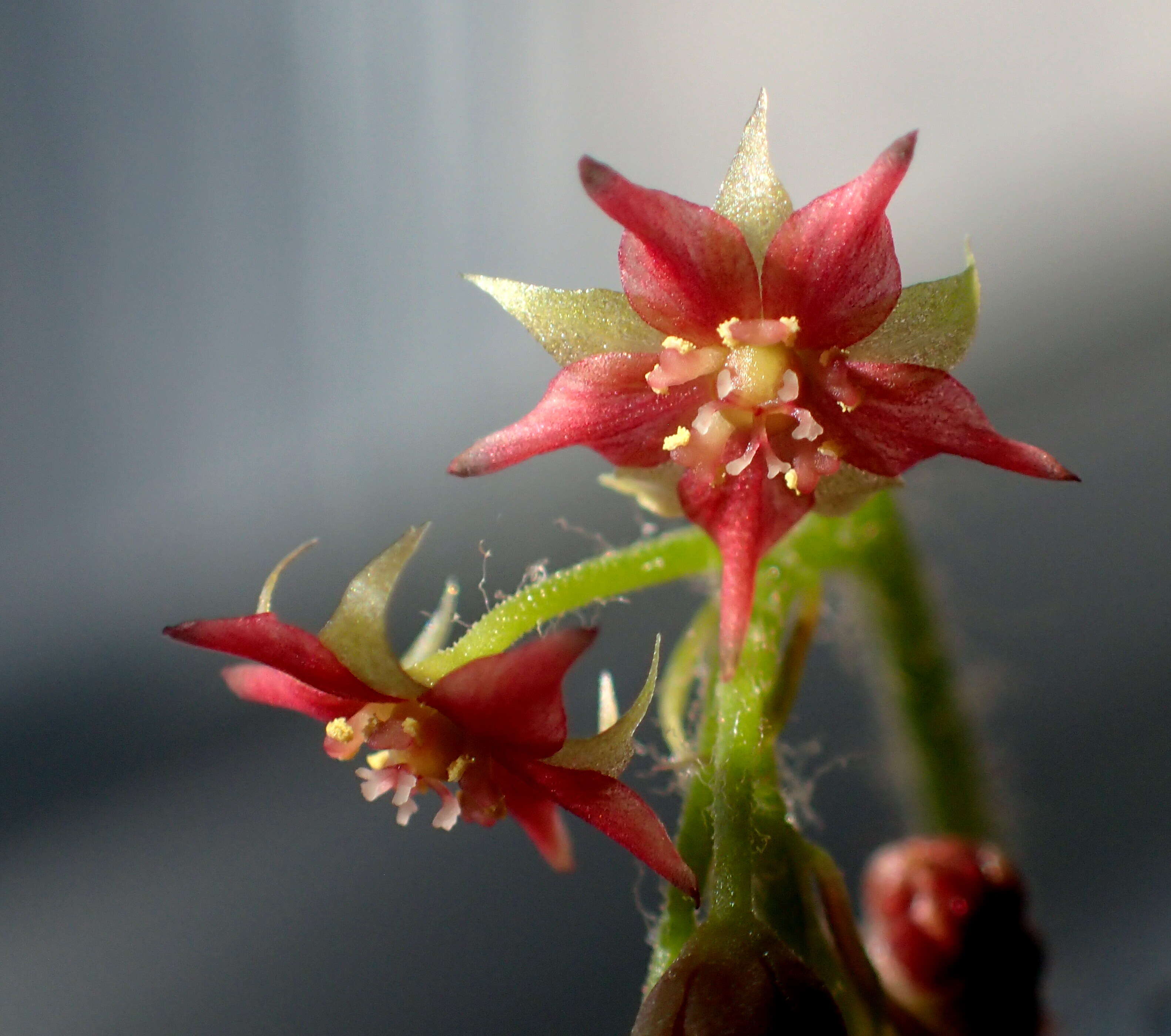 Image of Drosera adelae F. Muell.