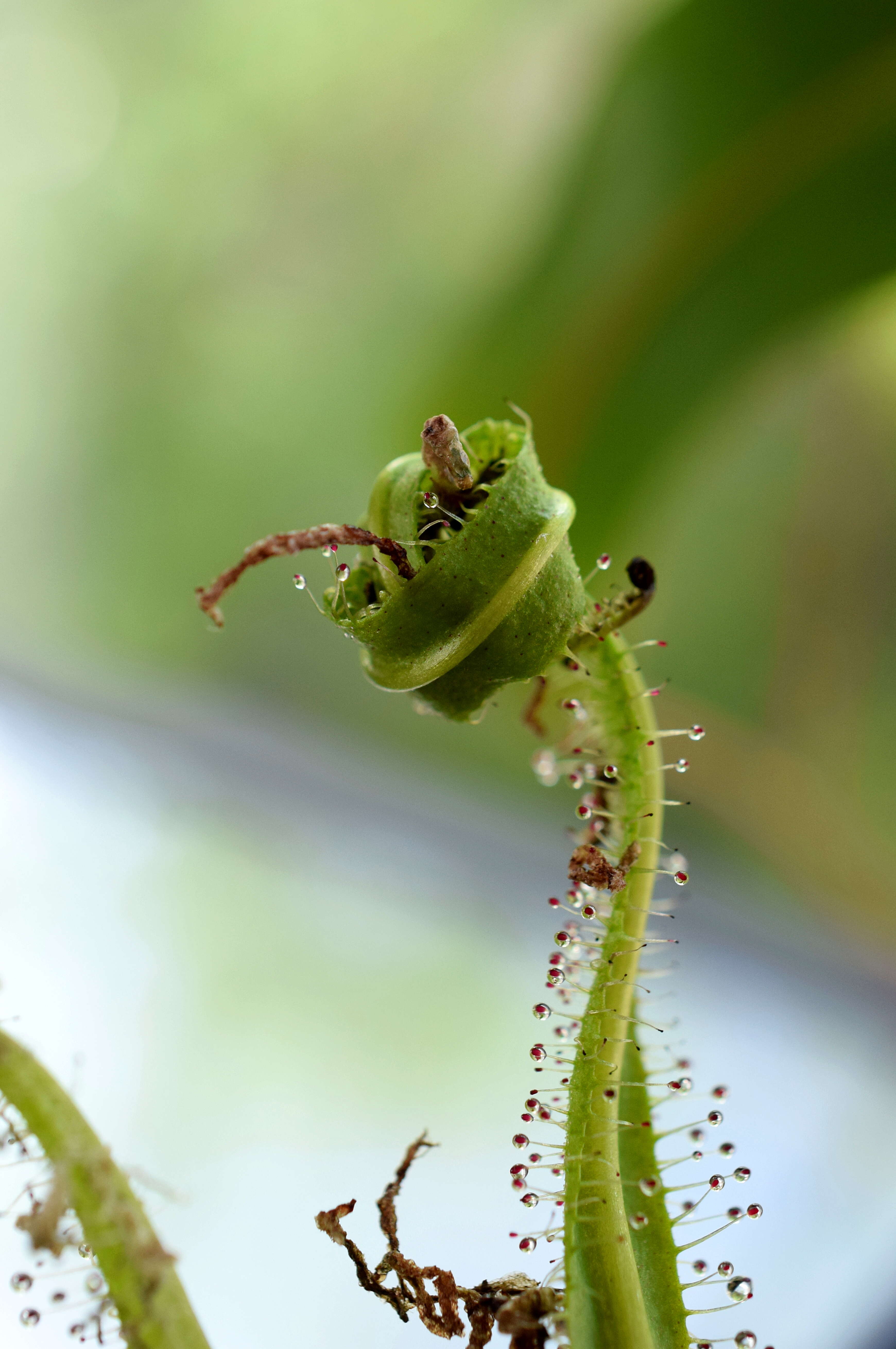 Image of Drosera regia Stephens