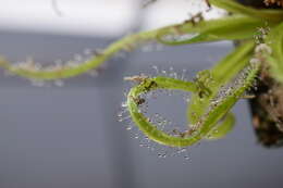 Image of Drosera regia Stephens