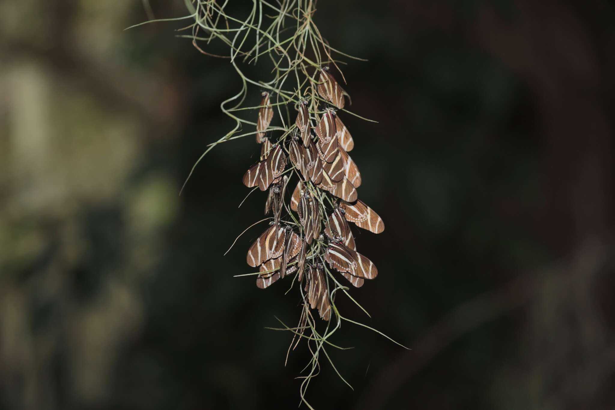 Image of Heliconius charithonia vazquezae Comstock & Brown 1950