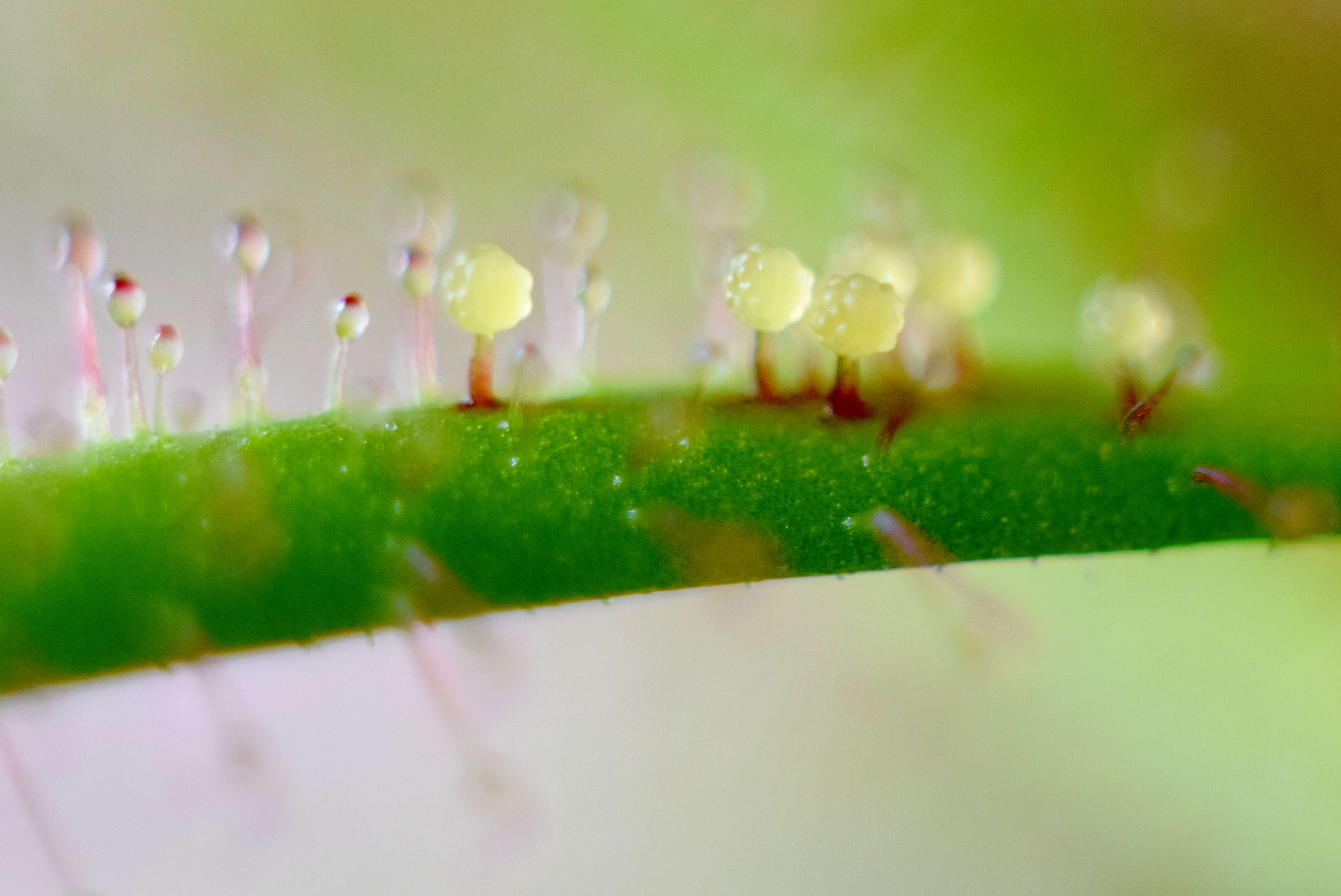 صورة Drosera hartmeyerorum Schlauer