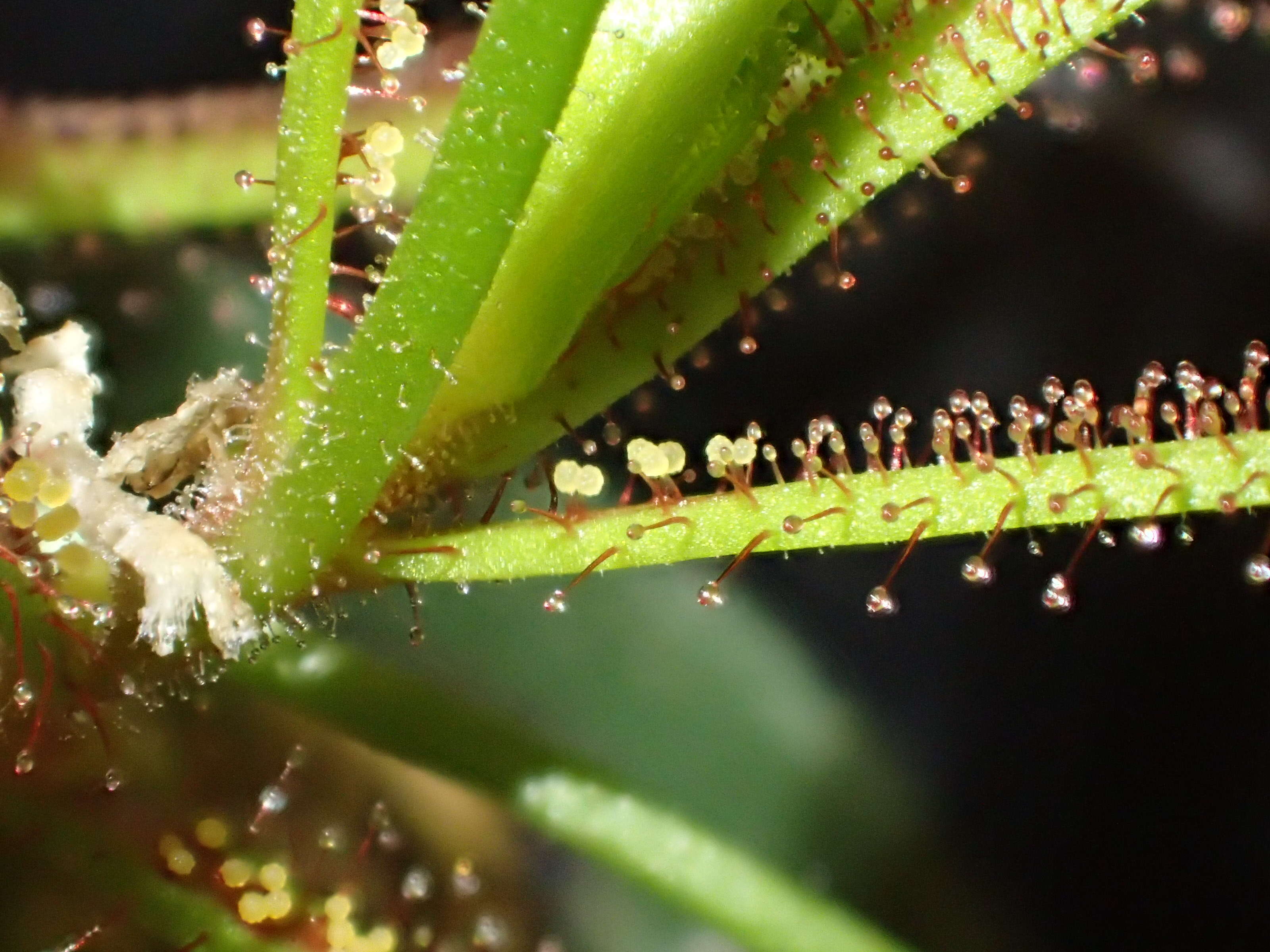 صورة Drosera hartmeyerorum Schlauer