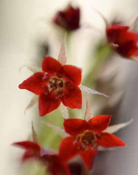 Image of Drosera adelae F. Muell.