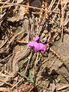 Image of <i>Glycine rubiginosa</i>