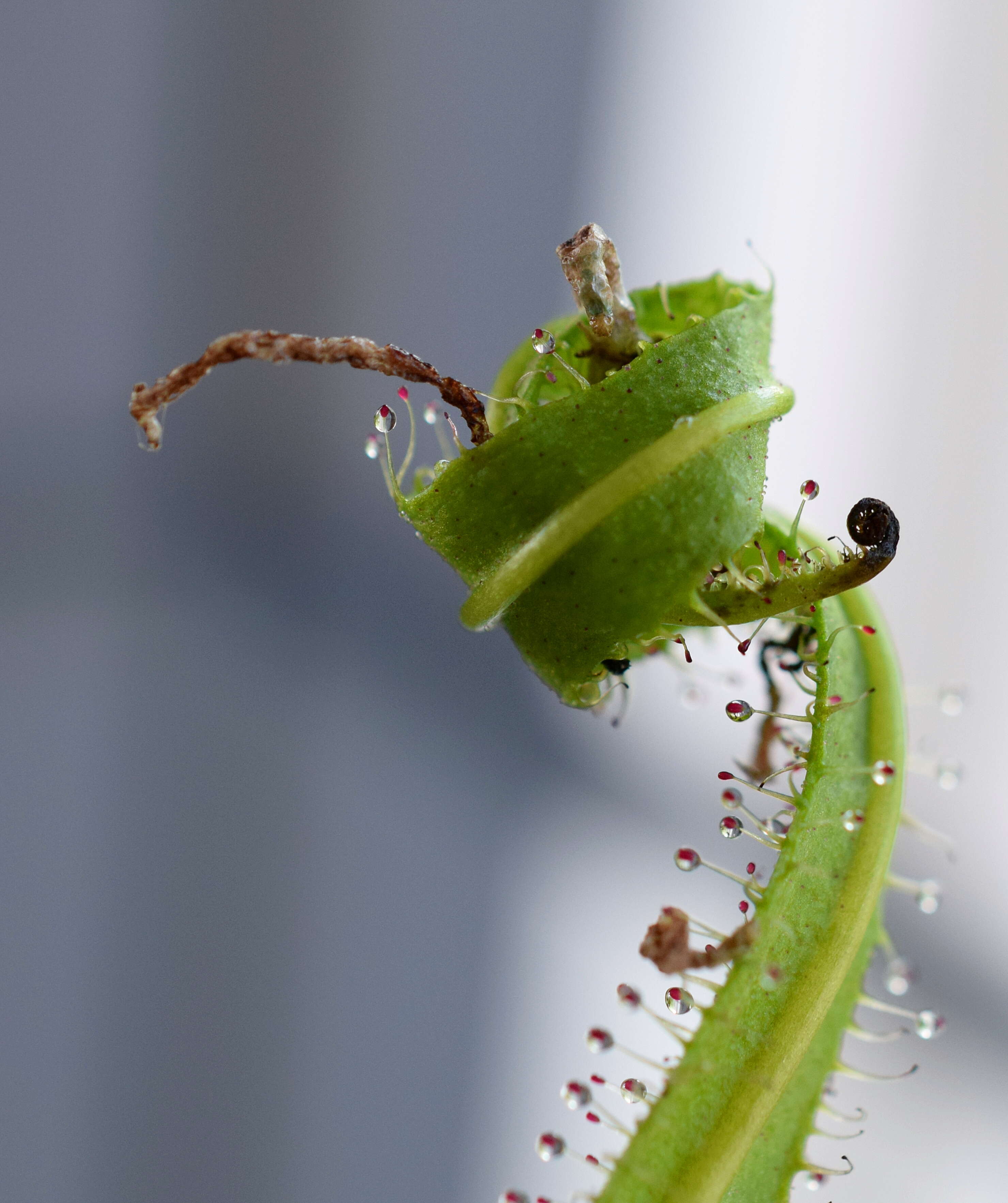 Image of Drosera regia Stephens